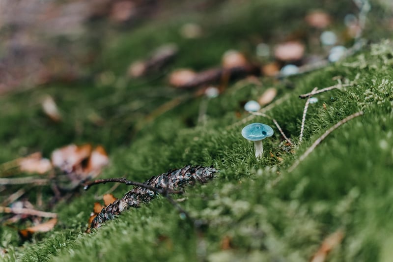 Woodland Glade