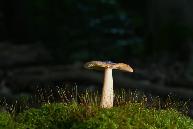 Woodland Warrior